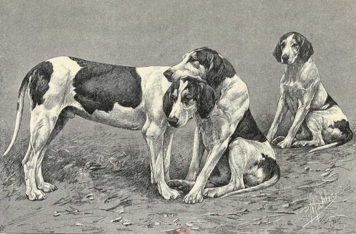 Bâtards anglo-gascon-saintongeois, à M. le comte de Chabot - Illustration tirée de La Chasse du chevreuil - Comte de Chabot (1879) - Firmin-Didot (Par